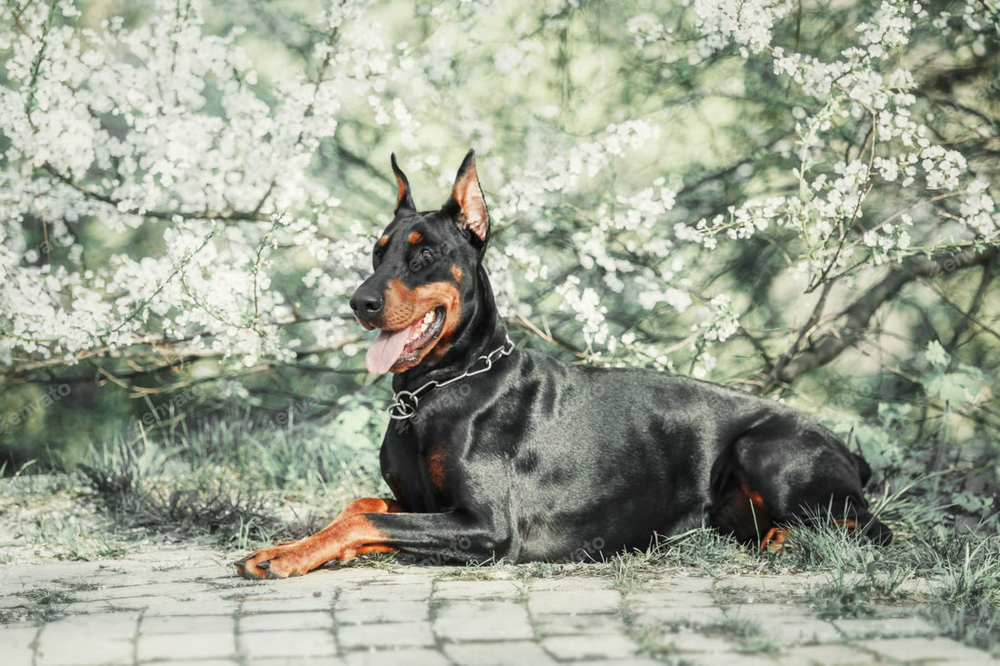 Taking Care of Doberman Pinscher- Guide For Owners