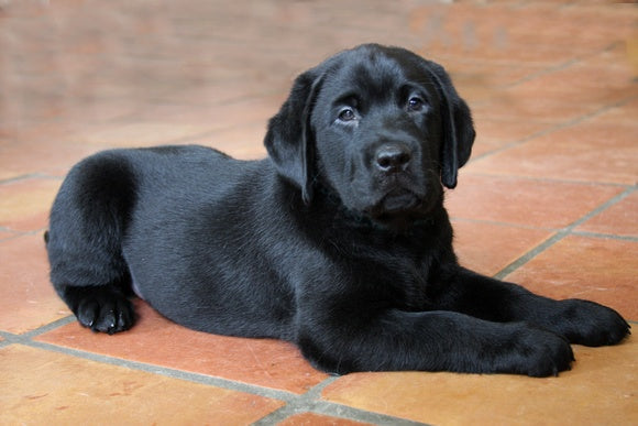 How Big Do Black Labs Get?