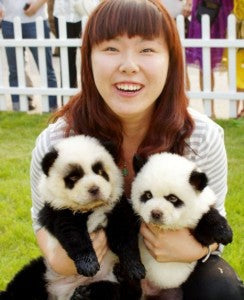 Panda Dog – Yes, This Looks Like a Panda but is a Dog!