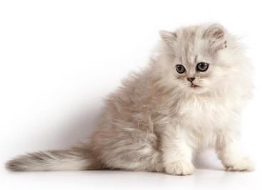 Top 10 Common Yet Popular Cat Breeds – Pictures