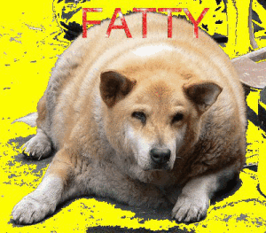 Pet Obesity Epidemic Visible in America and Why India May be Next?