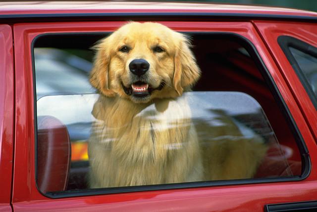 Stop Leaving Your Pets Alone in Cars! Here Comes Pup Parking