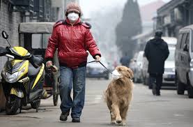 How To Save Your Pets From Air Pollution?