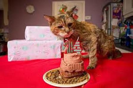 Meet Poppy – The World’s Oldest Cat