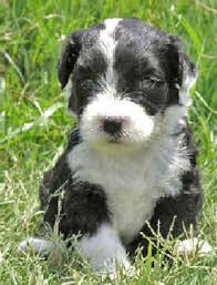 Portuguese Water Dog Pictures