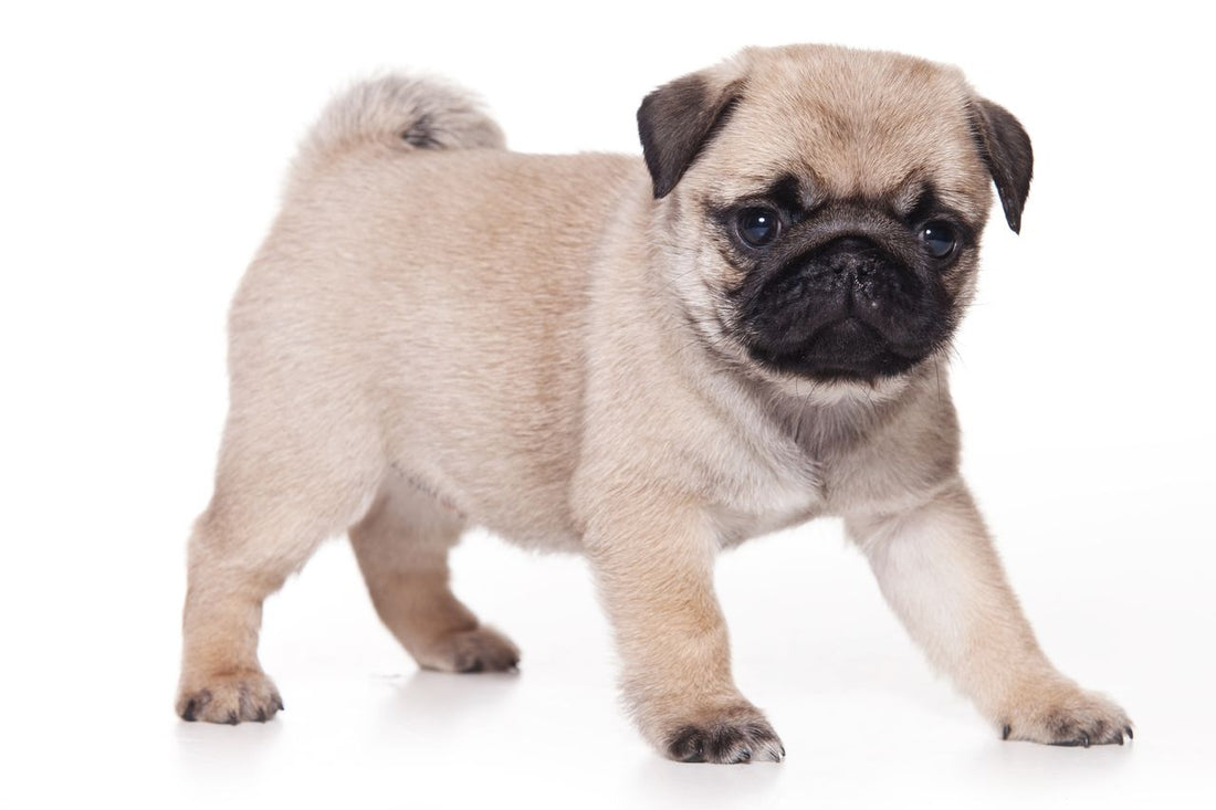 Best Small Breed Dog Foods for Puppies, Adults & Seniors