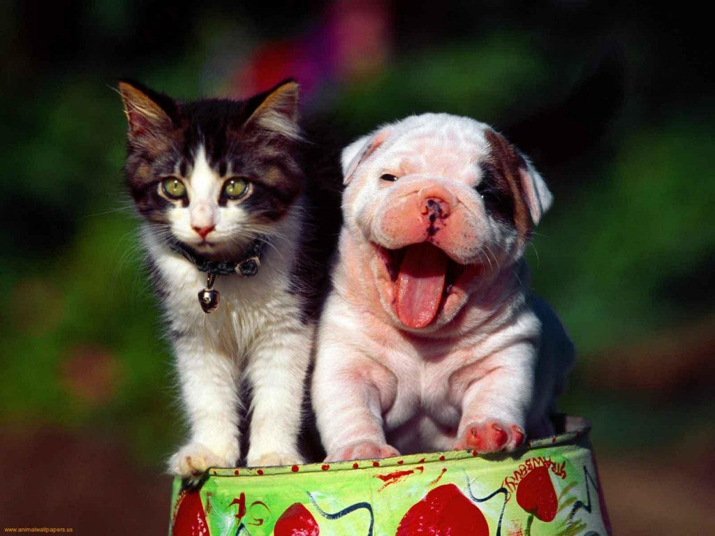 Cute Pictures of Puppies and Kittens Together