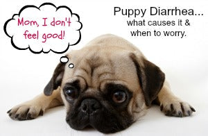 What To Give Puppy For Diarrhea?