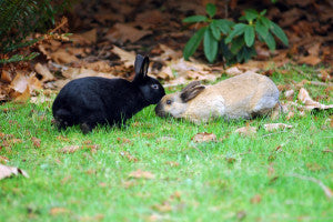 Faqs About Pet Rabbit Behavior