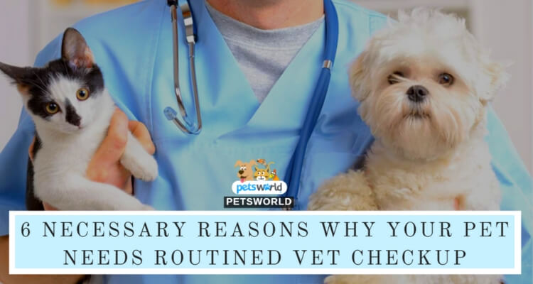 6 Necessary Reasons Your Pet Should Get Routined Vet Check up