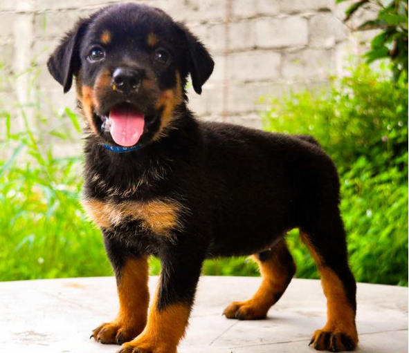 How to Train a Rottweiler Puppy? Techniques to Make Rotties Socially Well Behaved