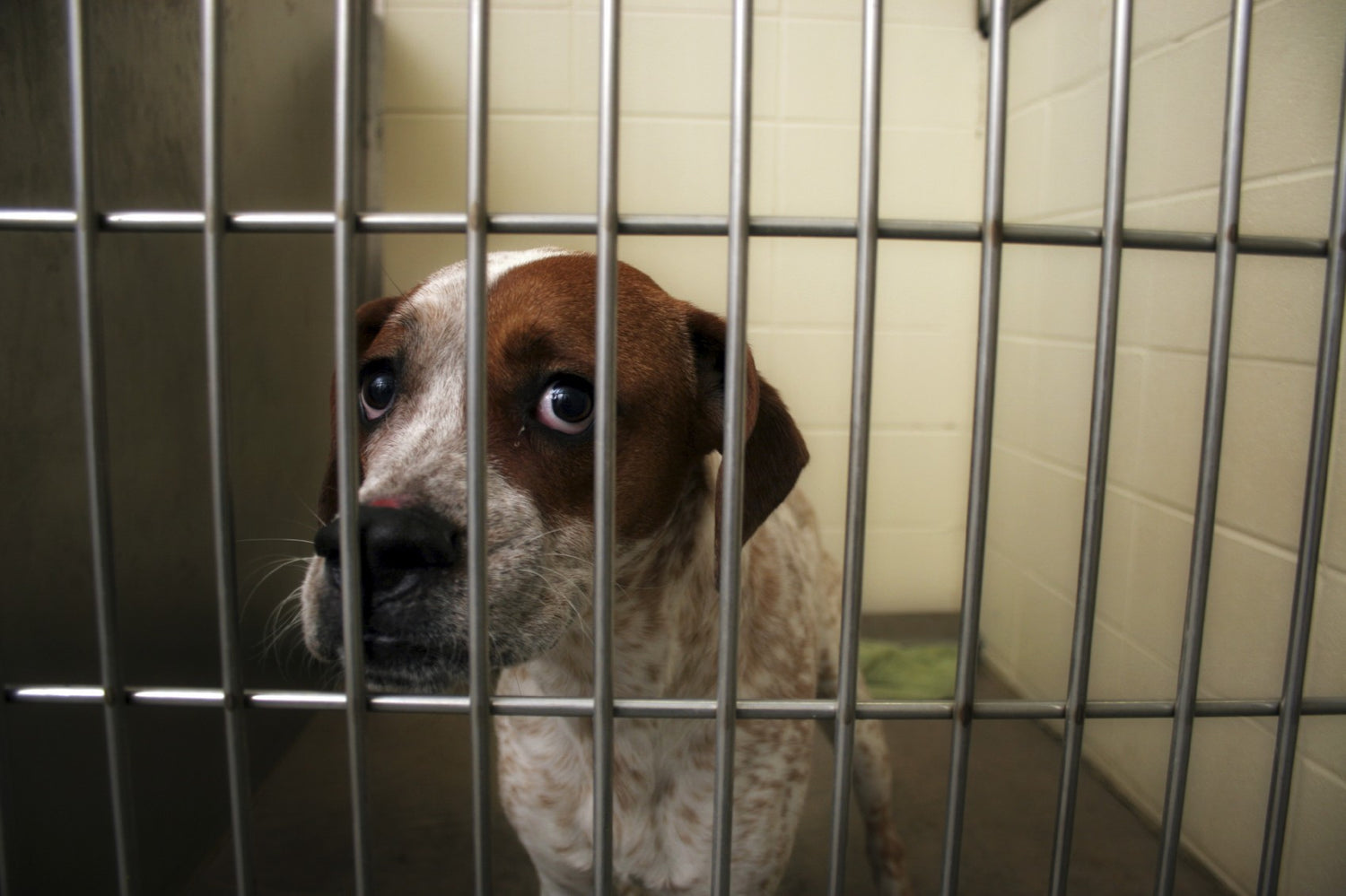 Regulate Pet Shops; Bring in Pet Shop Rules