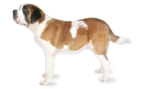 Saint Bernard Dog Breed Information