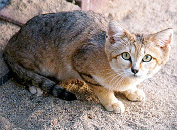 Sand Cat Breed Information