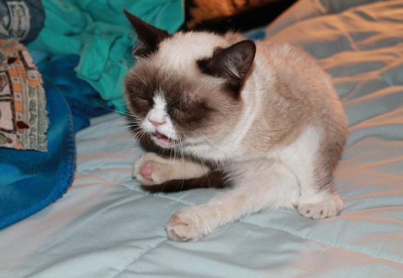 Sneezing In Cats- Causes, Symptoms And Treatment