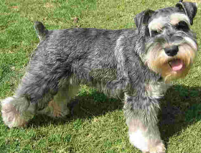 Miniature Schnauzer