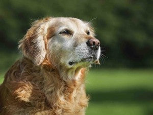 Six Things your Senior Dog Wants You to Do