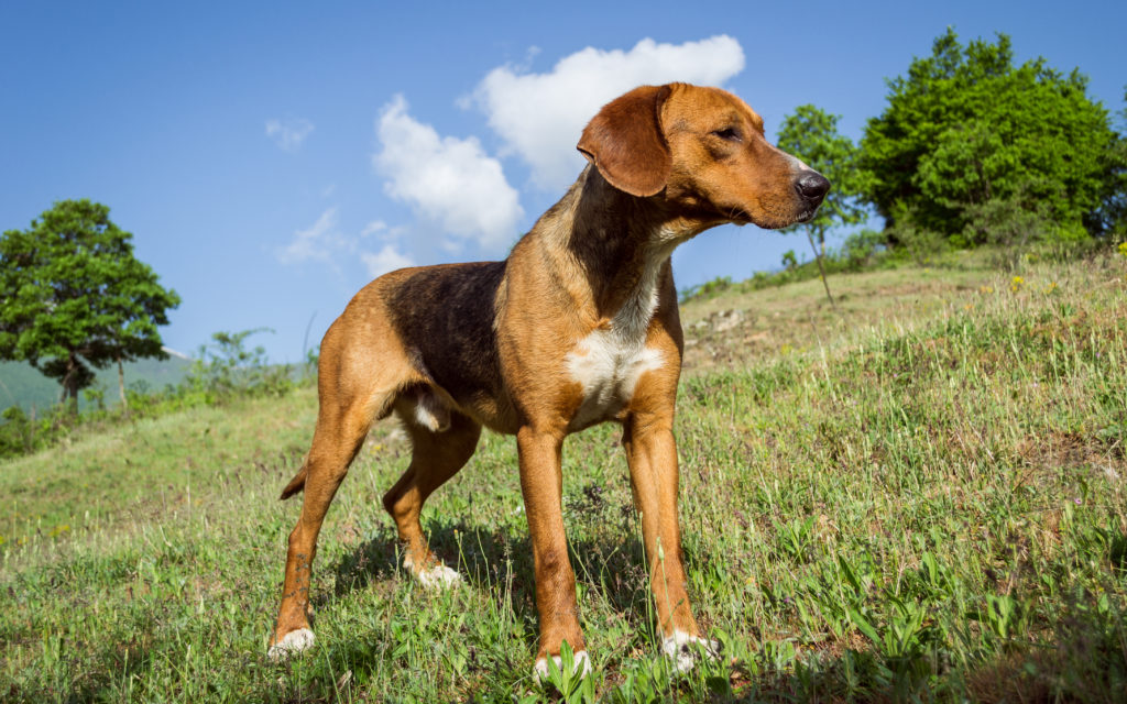 English Foxhound Dog Breed Information