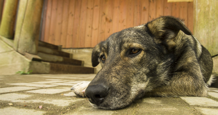 Does Your Dog Cry, Howl or Bark When Left Alone?