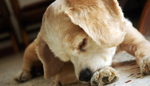 Dogs in Pain: Symptoms And Ways To Understand Their Behavior Tendencies