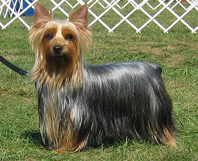 Silky Terrier Dog Breed Information and Pictures