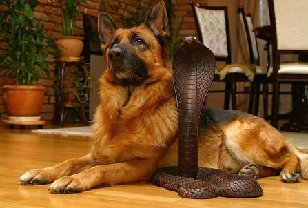 Dealing with Snake Bite on Dogs