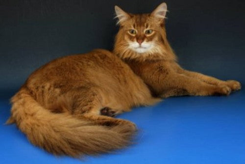 Cat Breeds With Long Hair