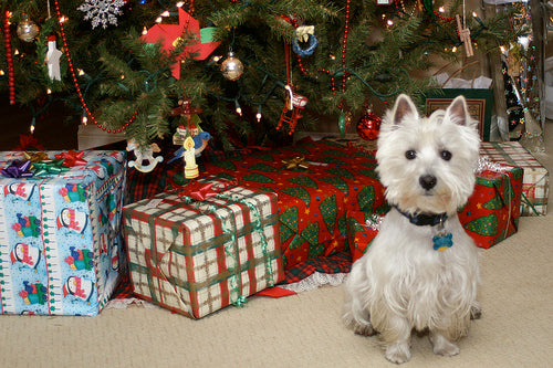 Making Christmas Safe For Your Pets