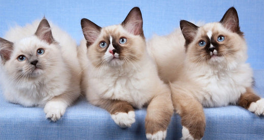 If Feeling Alone And Looking For A Companion, Then Go For The Ragdoll Cat!