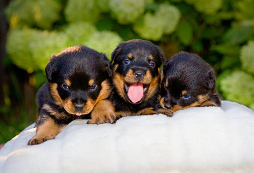 How To Take Care of Rottweiler Puppies?