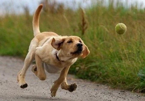 Easy Tricks To Teach Dogs – Fun Dog Tricks