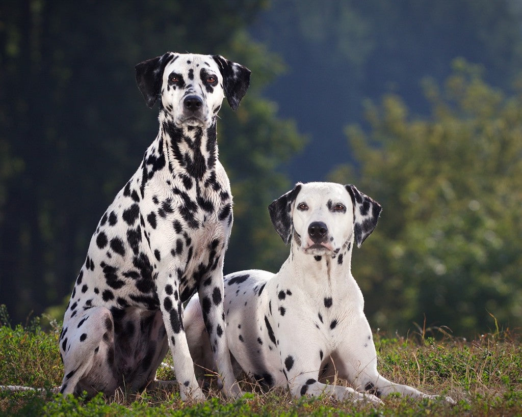 Dalmatian Dog Breed Information