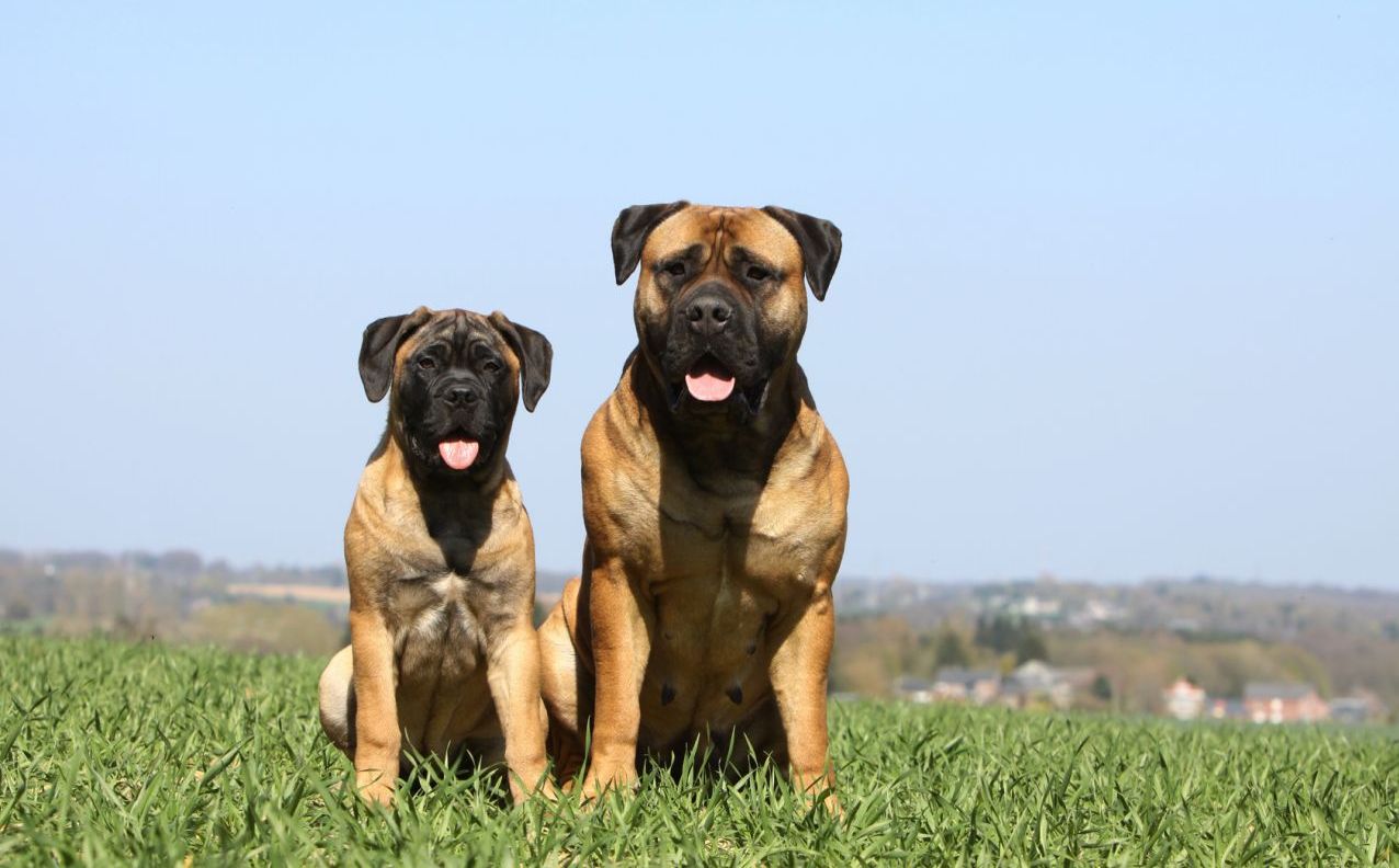 Bullmastiff - Caring, Feeding and Grooming Guidelines