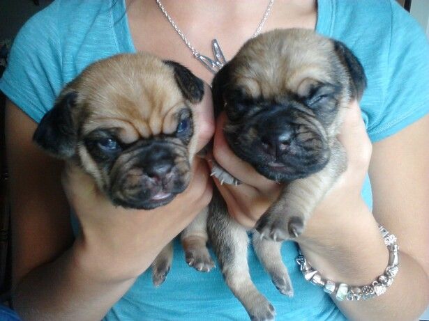 Buy/Sell - Adopt Puggle Puppies Available In India