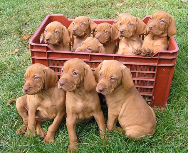 Pictures of Vizsla Dogs