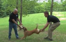 How To Stop A Dog Fight?