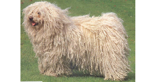 Puli Dogs - Caring Information With Pictures