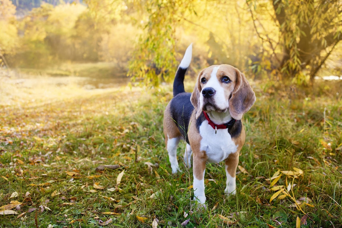 10 Dogs That Bark The Most