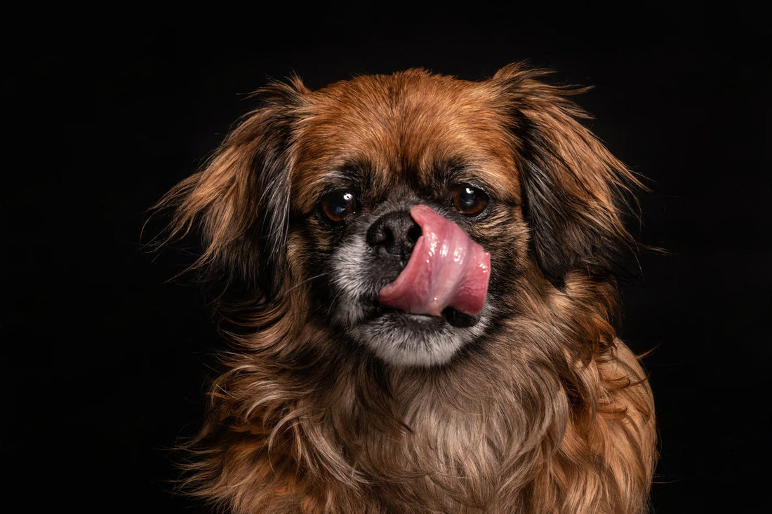 Dog Has Fishy Breath- What Does This Mean?