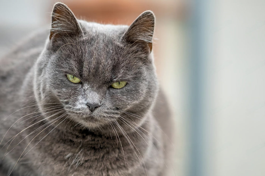 How To Calm a Hyper Cat ?