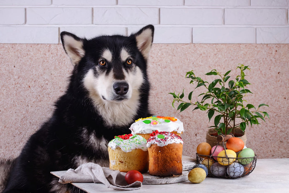 Top 6 New Year Resolutions for Pet owners in India: Welcome 2016