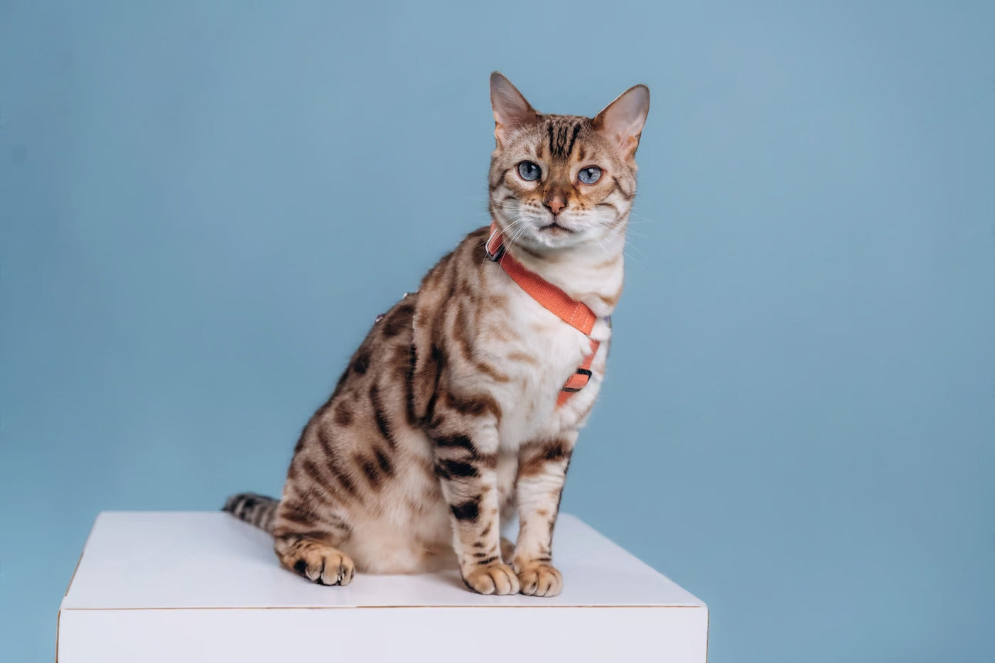 Kidney Disease in Cats- Chronic Renal Failure