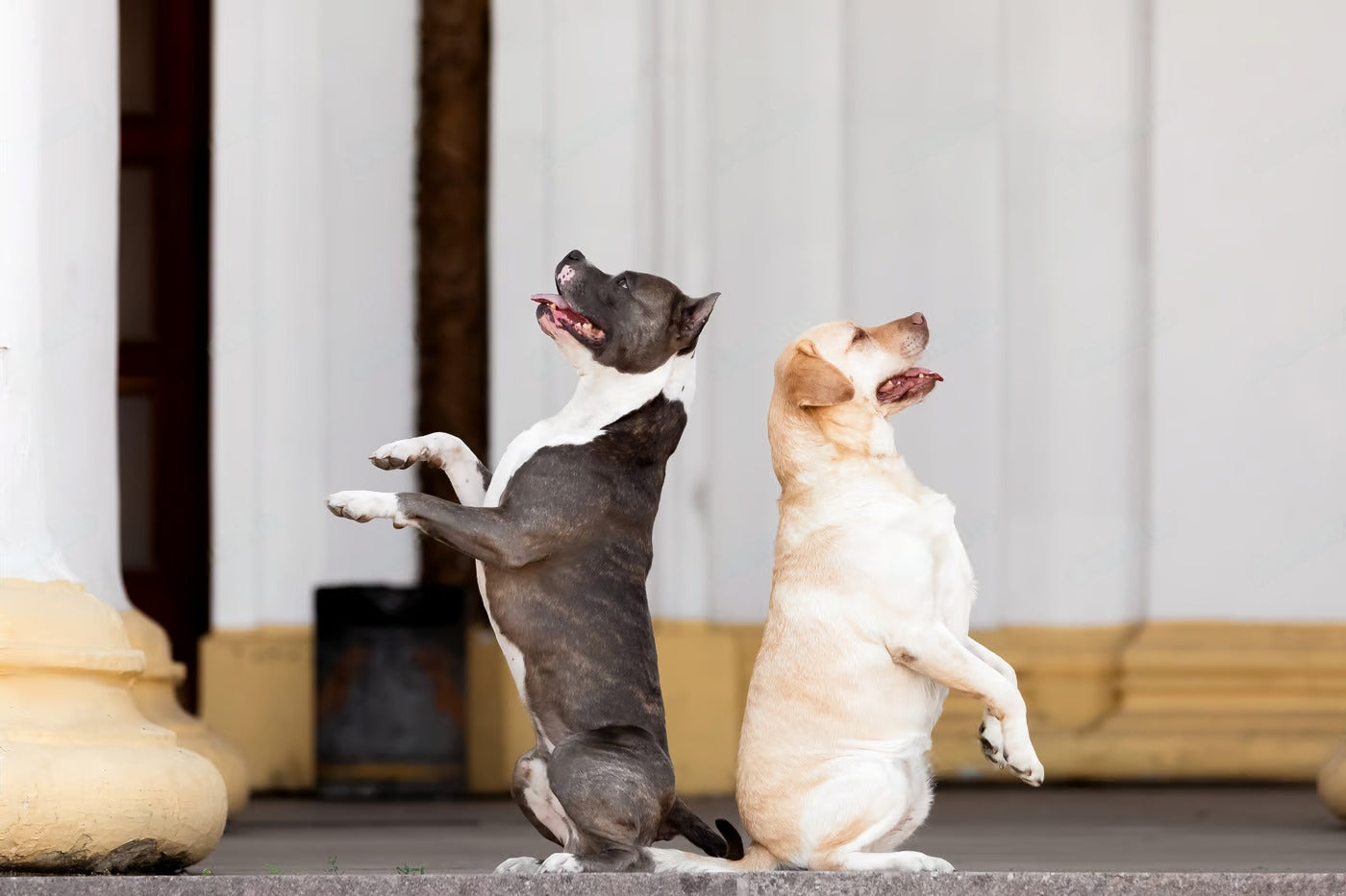 Funny Dancing Dog Videos – Craziest And Happy Dogs