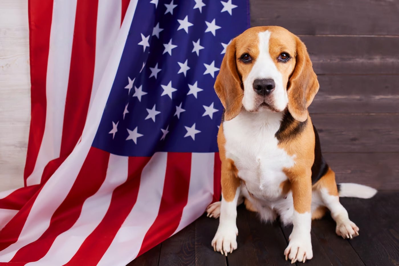 Donald Trump v/s Dogs in “Who wore it Better”
