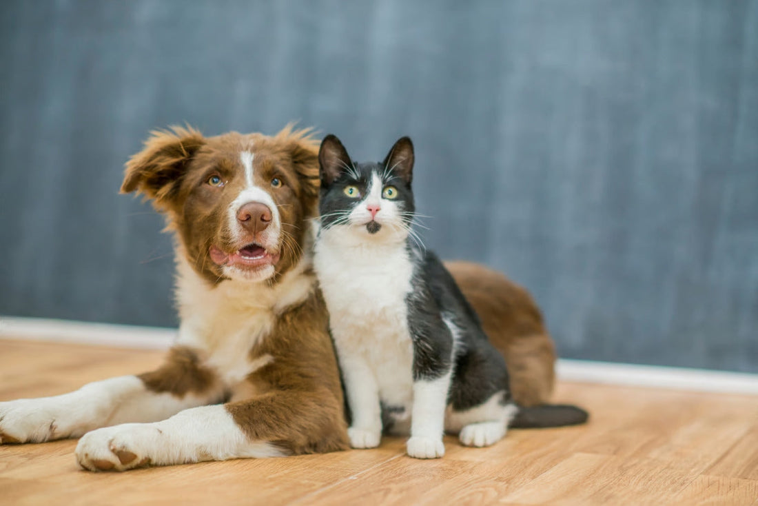 Pet Insurance Companies In India Pet Insurance Companies In India