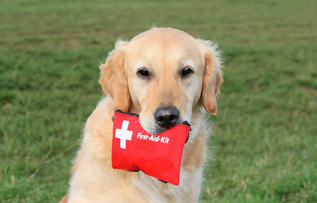 First Aid Kit for Dogs: What Not to Miss!