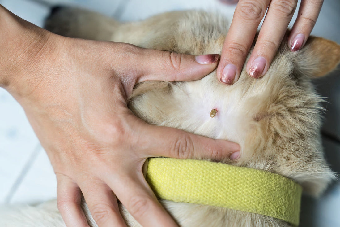 Cat Fleas and Ticks: Treatment and Prevention Methods