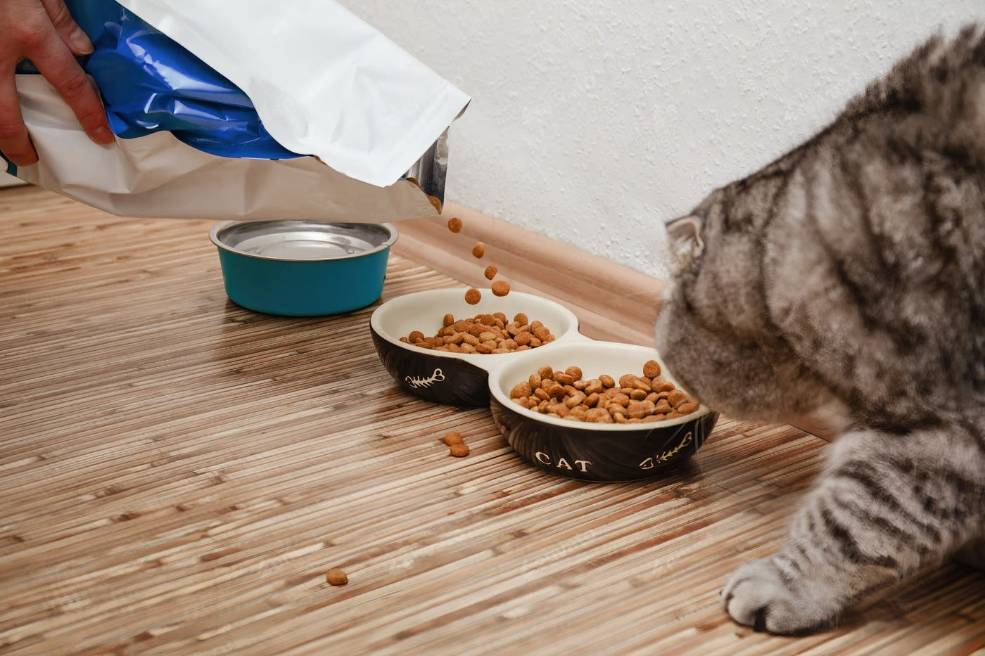 5 Best Cat Food Brands in India For Adult Cats and Kittens