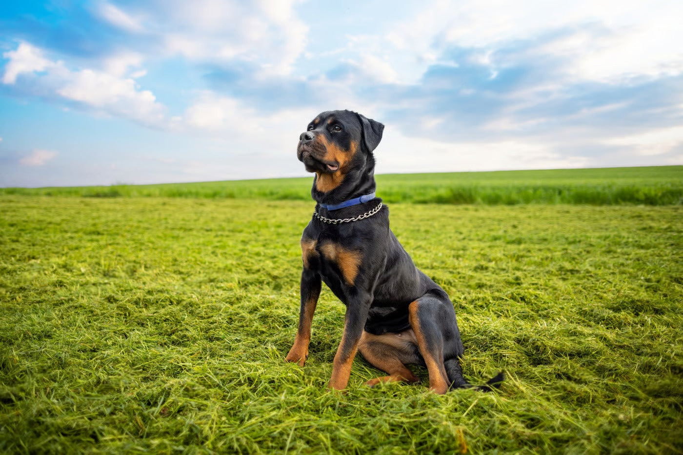 All About Rottweilers: Loyal, Strong & Protective Breed