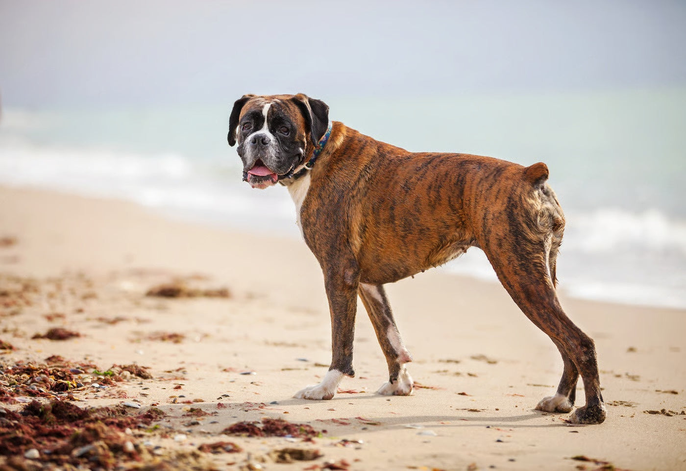 Complete Boxer Guide: Feeding, Training & Health Needs